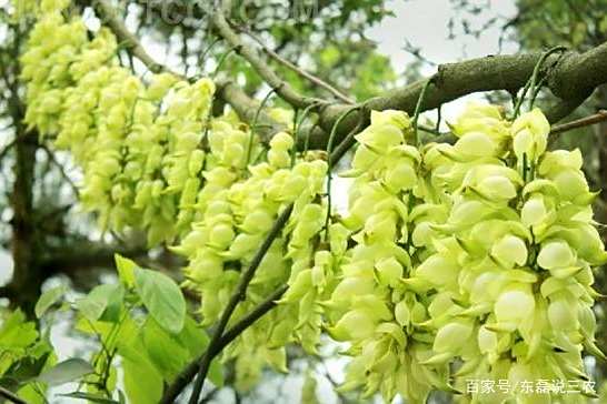 五彩斑斓的禾雀花,该怎么栽培?教你几个实用的技巧 五彩斑斓的禾雀花,该怎么栽培?教你几个实用的技巧